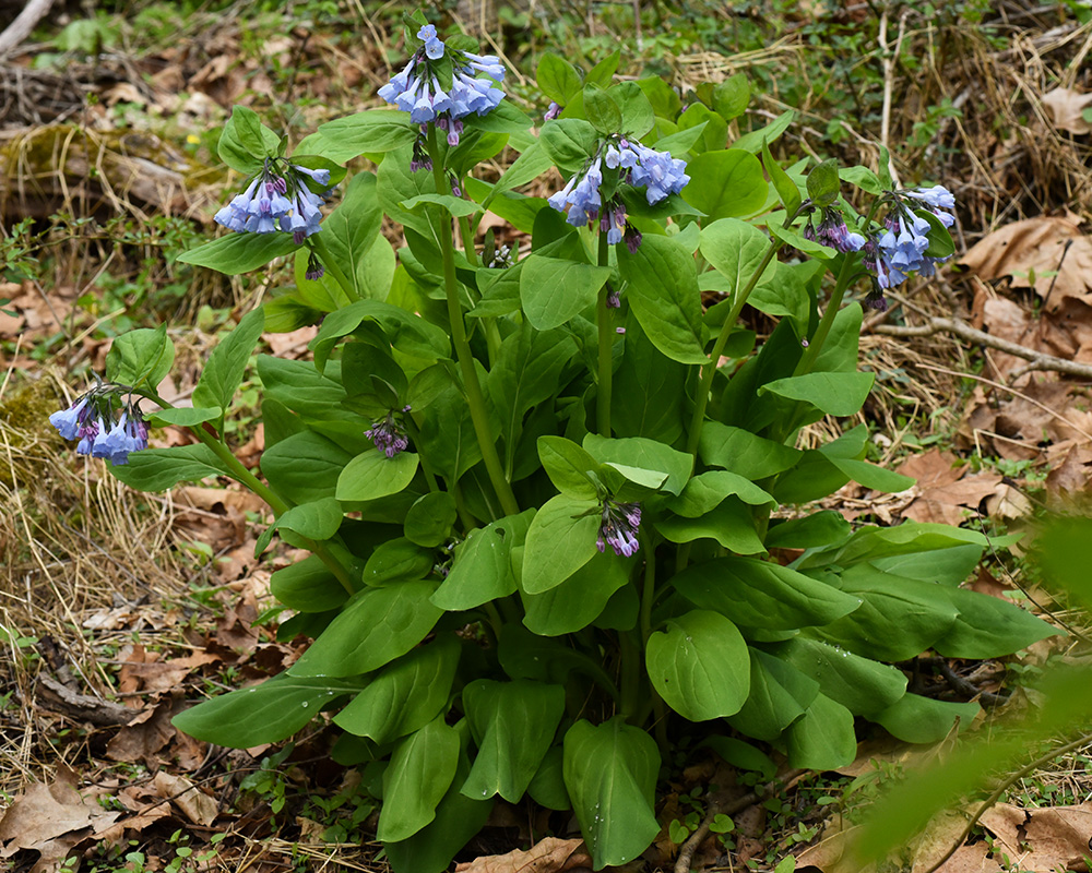 Mertensia virginica