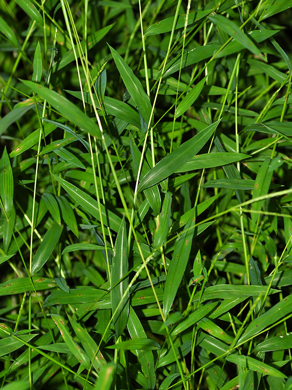 Japanese Stilt Grass
