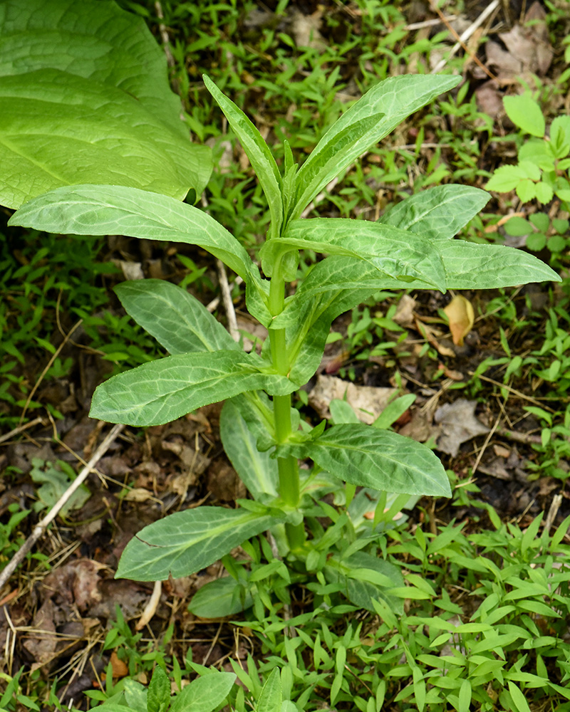 Square-stem Monkeyflower