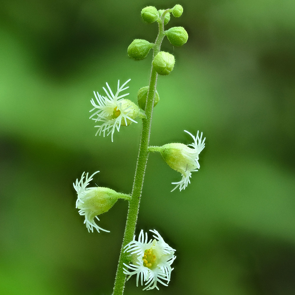 <i>Mitella diphylla</i>