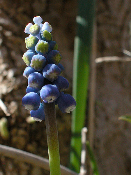 Common Grape-hyacinth