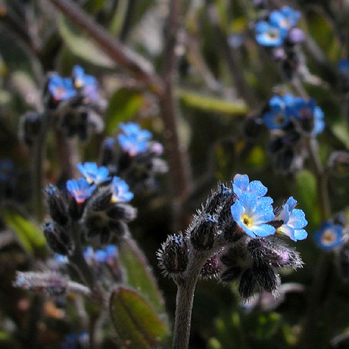 Small-flowered Forget-me-not
