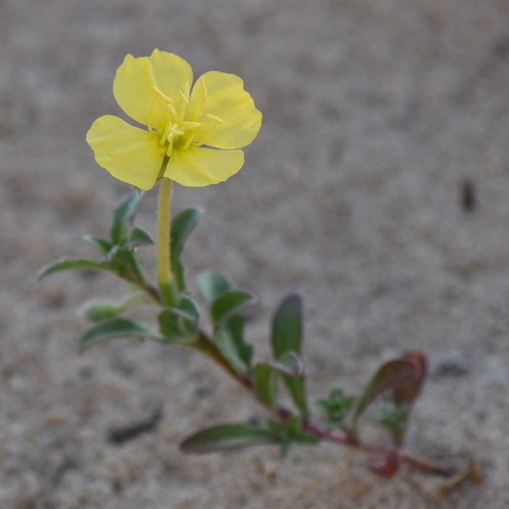 Oenothera humifusa