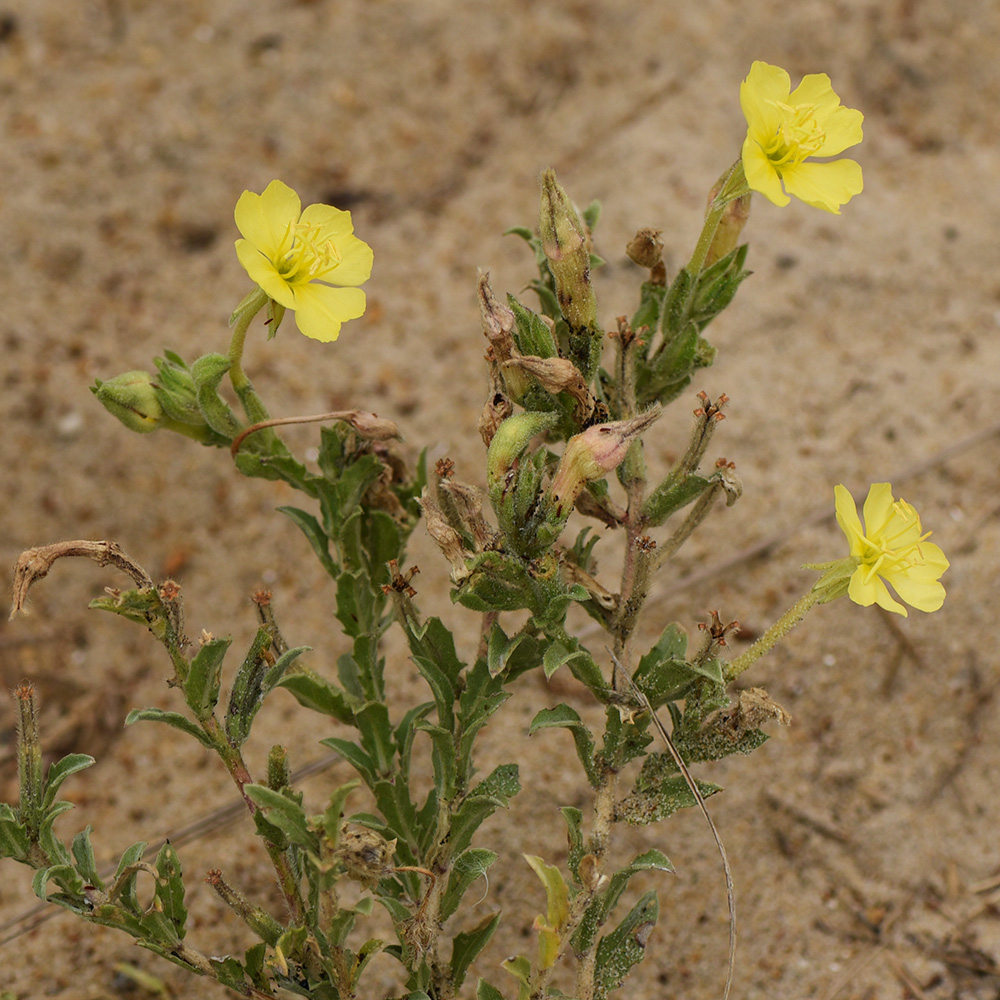 Oenothera humifusa