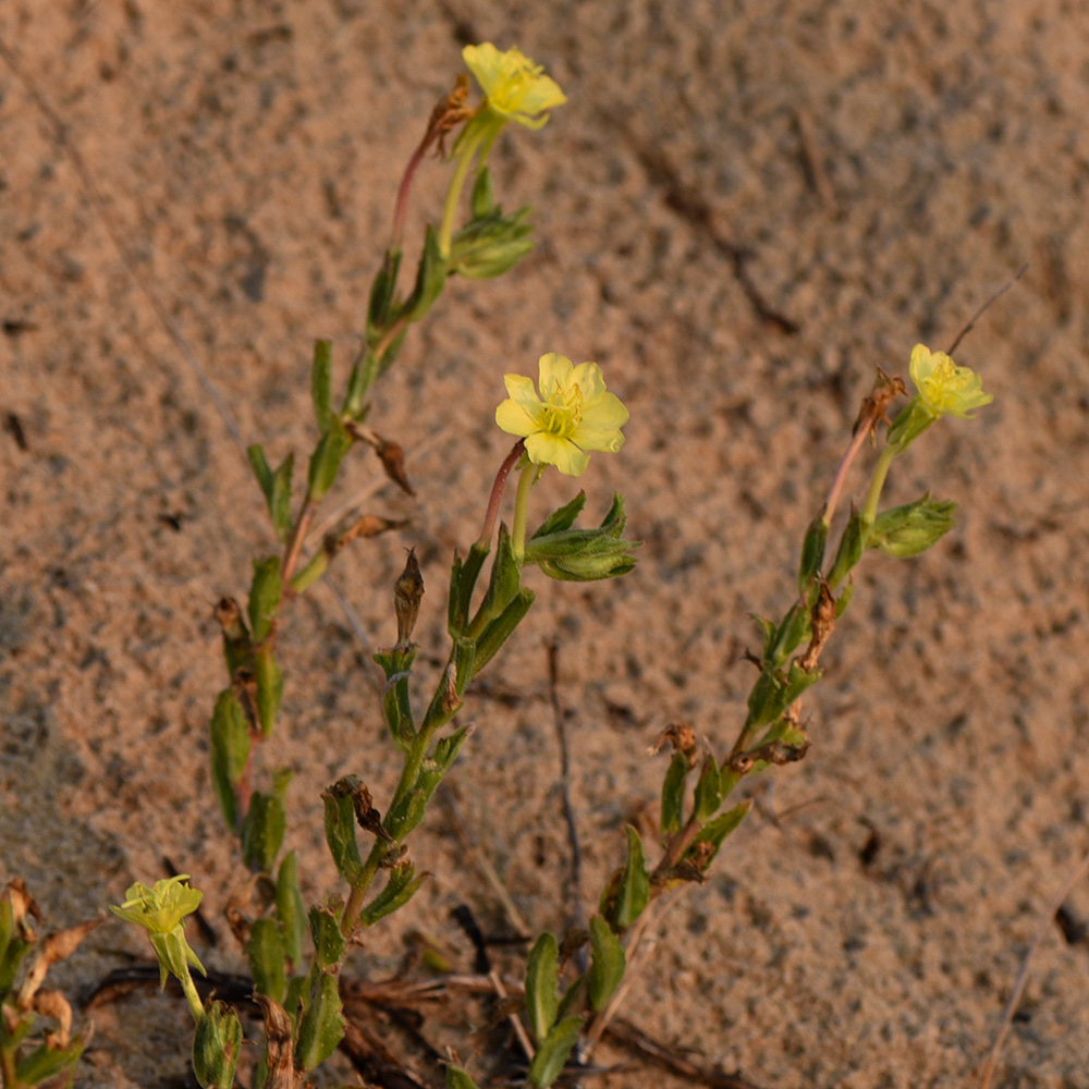 Oenothera humifusa