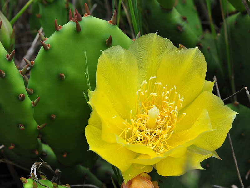 Eastern Prickly-pear Cactus