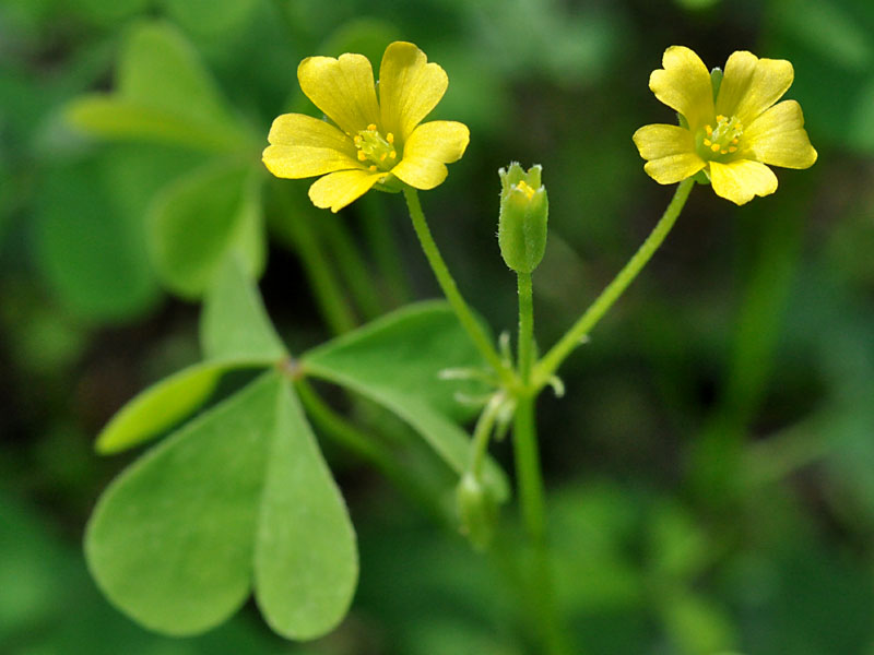 Southern Yellow Woodsorrel