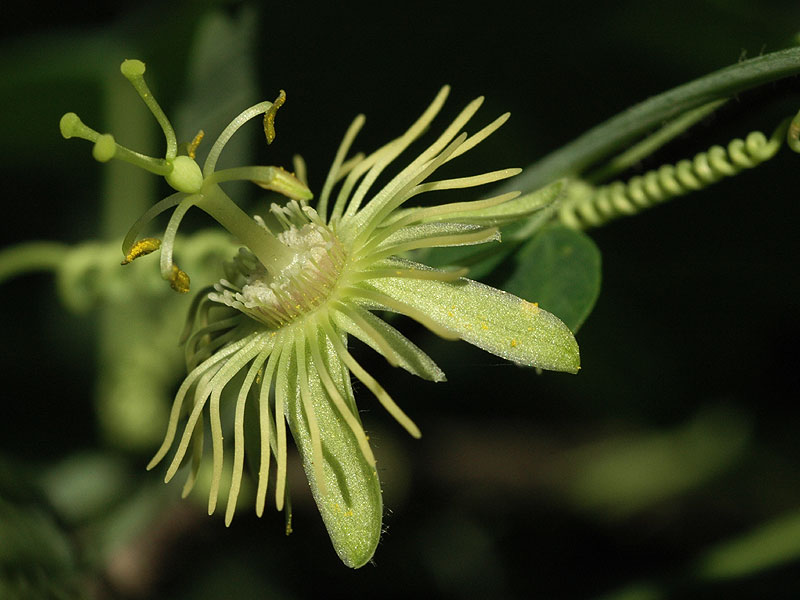 Yellow Passion-flower
