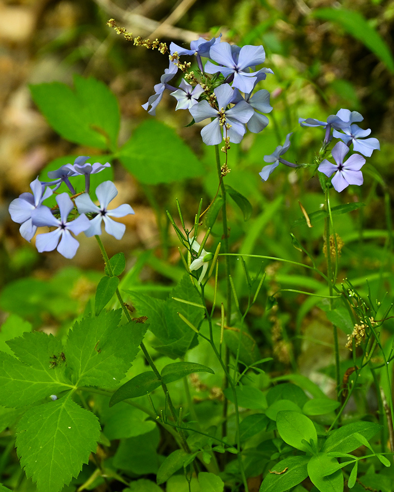 Phlox divaricata var. divaricata