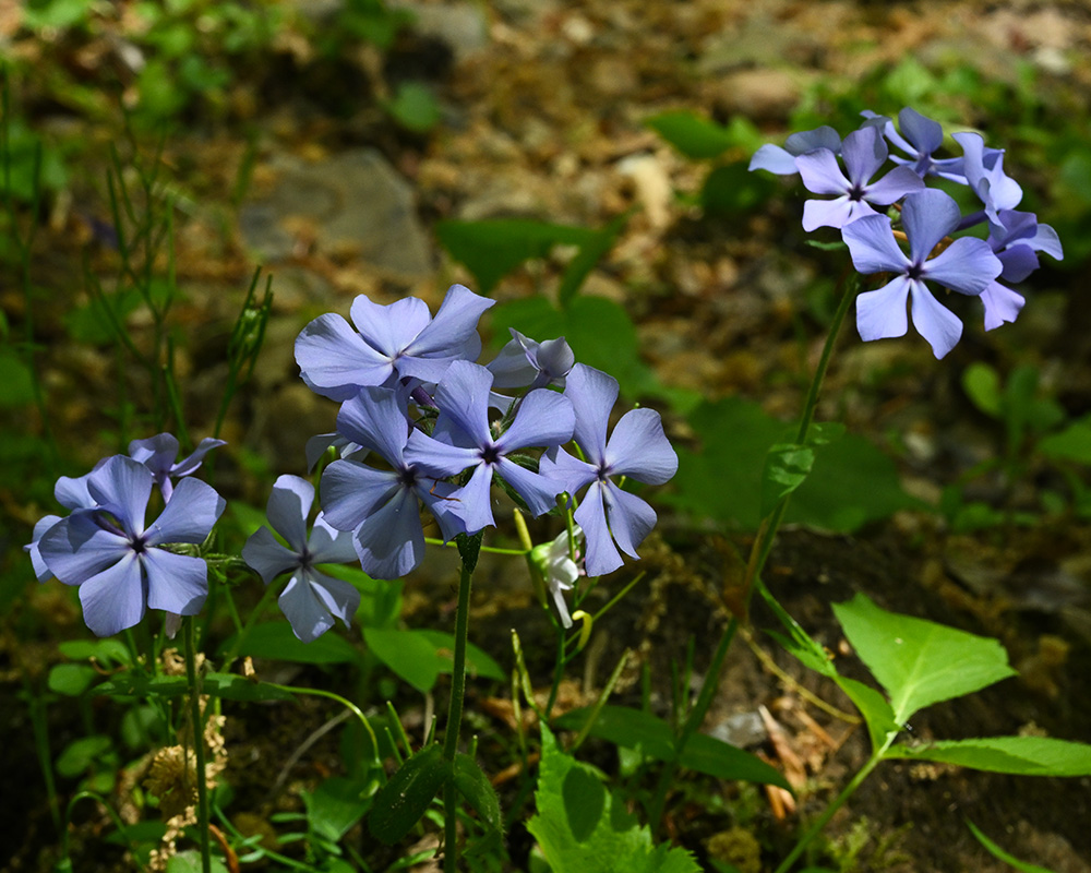 Phlox divaricata var. divaricata