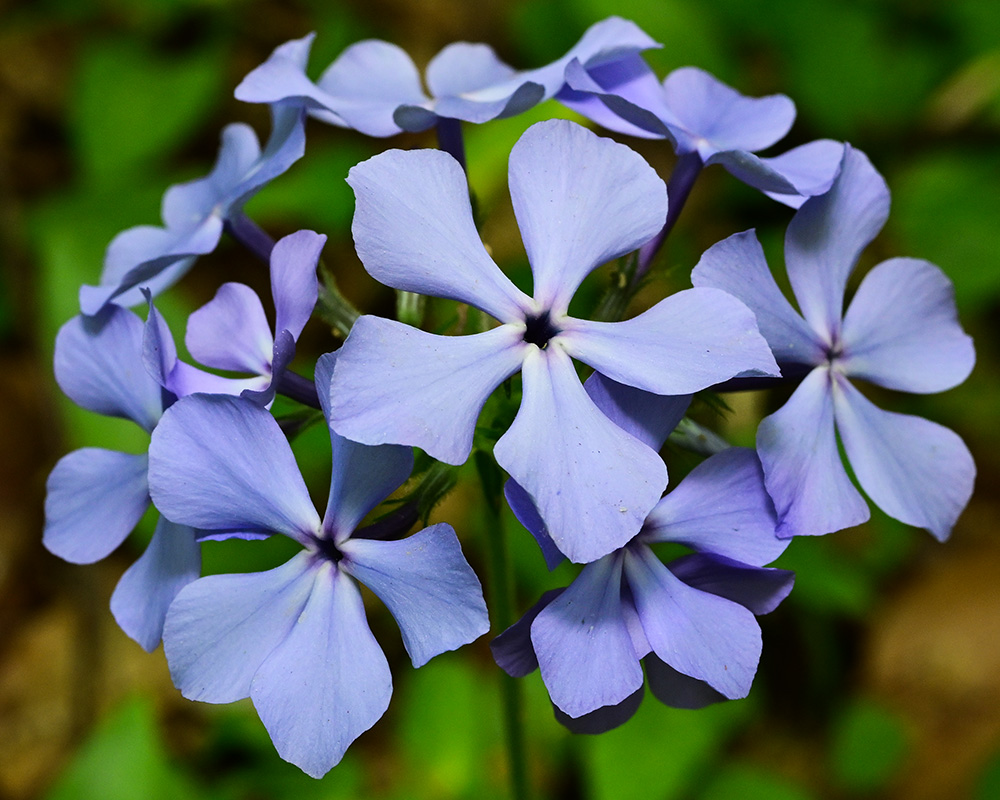 Phlox divaricata var. divaricata