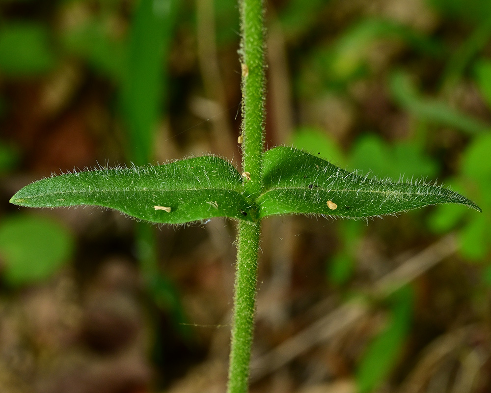 Phlox divaricata var. divaricata