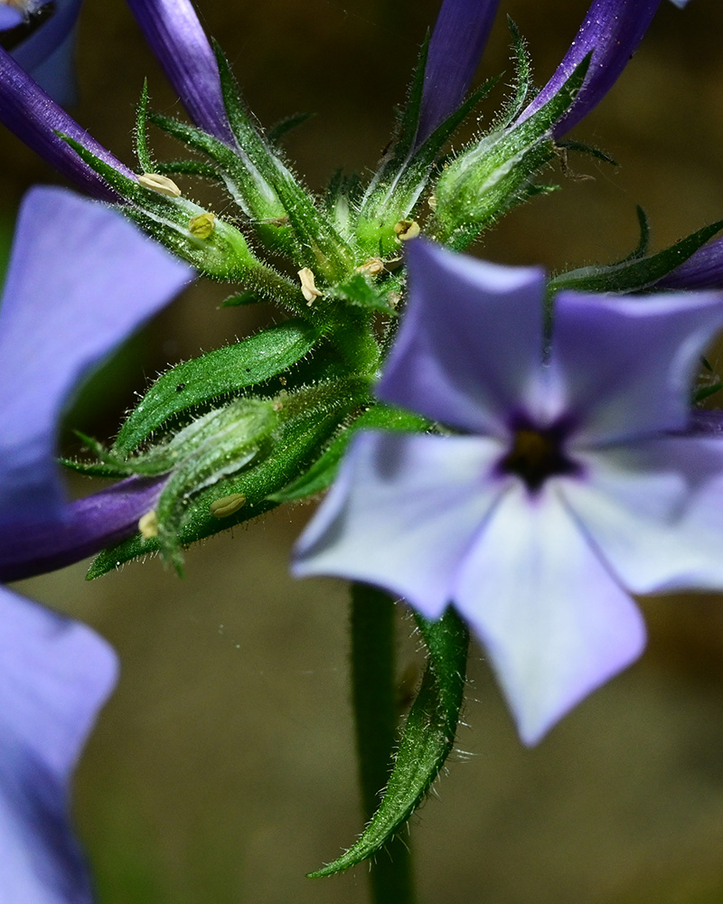 Phlox divaricata var. divaricata