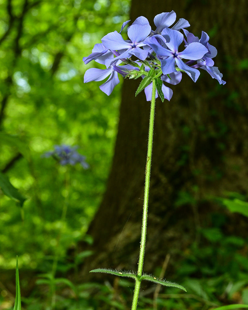 Phlox divaricata var. divaricata