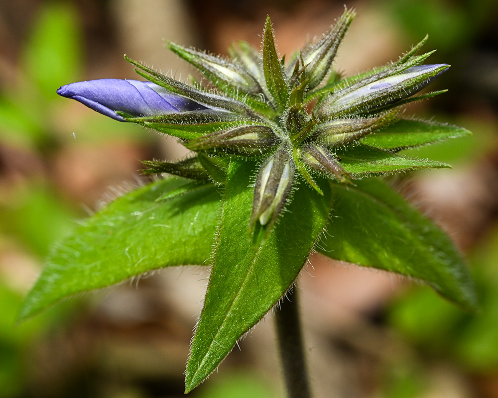Phlox divaricata var. divaricata