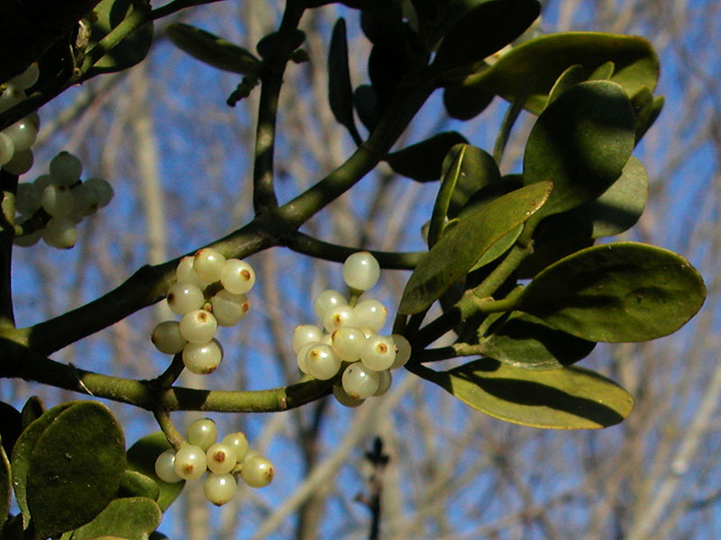 Phoradendron serotinum subsp. serotinum