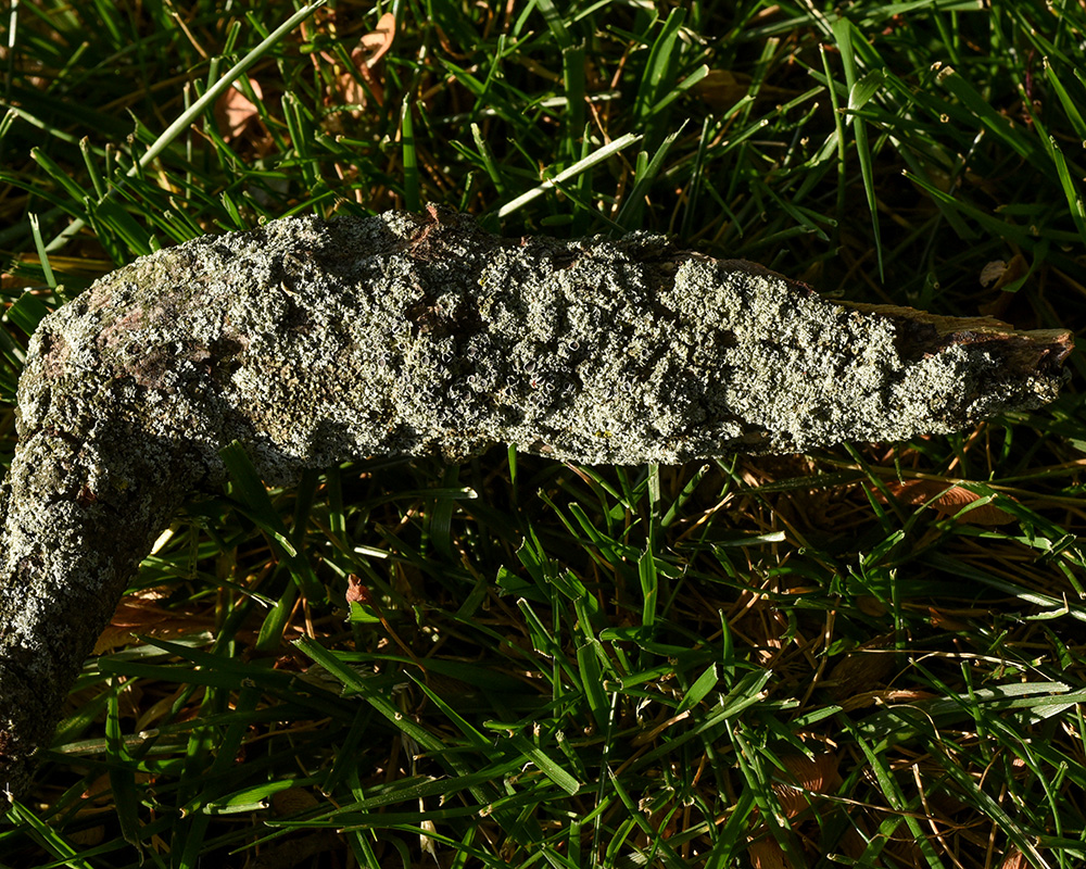 This lichen-covered stick fell from a maple tree in the backyard.  
ID is tentative, based only on photos on other sites.<br>
<i>Physcia millegrana</i><br>Mealy Rosette Lichen<br>May 2021