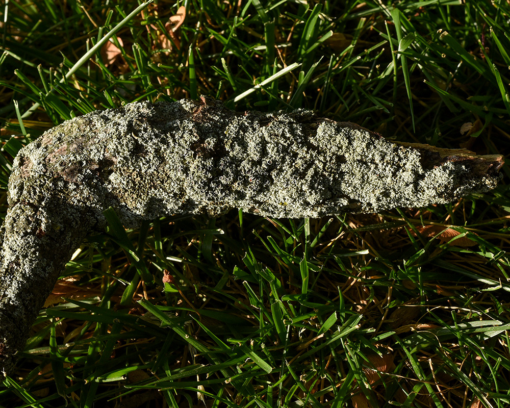 This lichen-covered stick fell from a maple tree in the backyard.  
ID is tentative, based only on photos on other sites.<br>
<i>Physcia millegrana</i><br>Mealy Rosette Lichen<br>May 2021