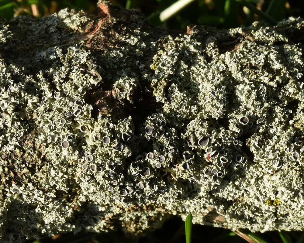 <i>Physcia millegrana</i><br>Mealy Rosette Lichen