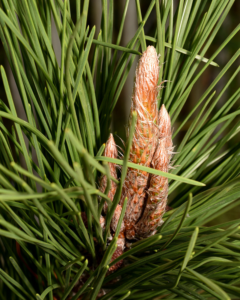 Pinus thunbergiana