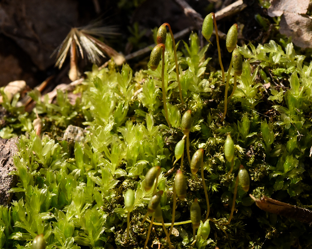 Baby Tooth Moss
