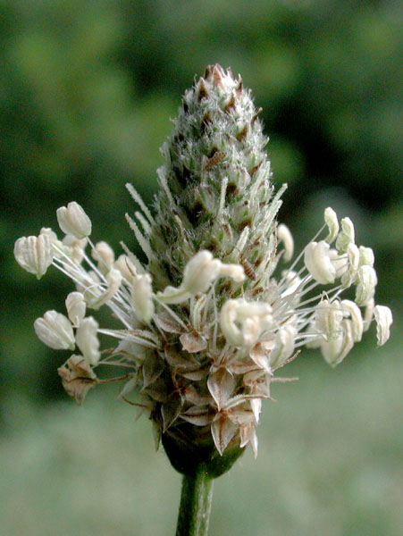 Plantago lanceolata