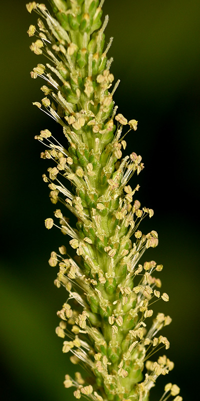 Nipple-seed Plantain