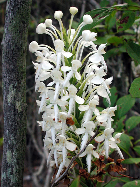 White-fringe Orchis