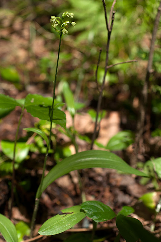 Platanthera clavellata