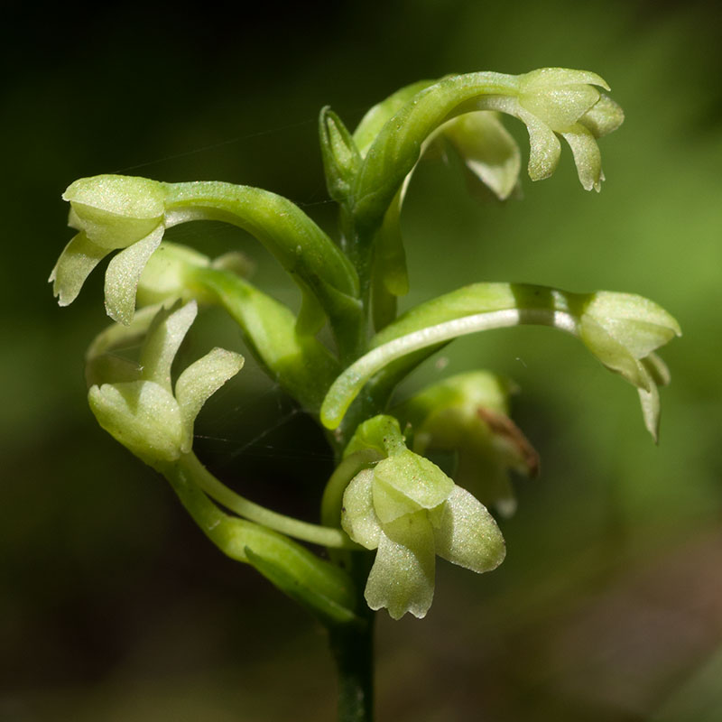 Small Green Woodland Orchid