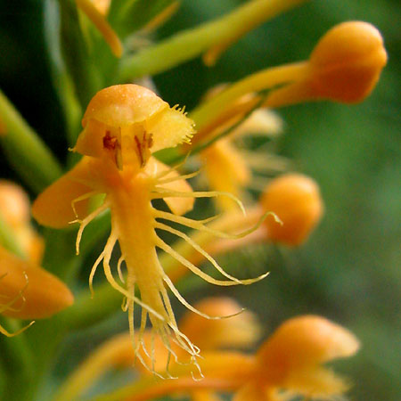 Yellow-crested Orchis