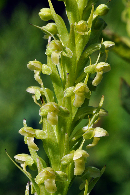 Northern Rein Orchid