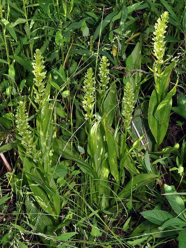 Northern Rein Orchid