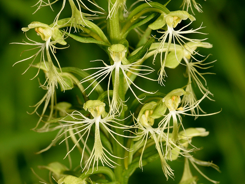 Green-fringe Orchis