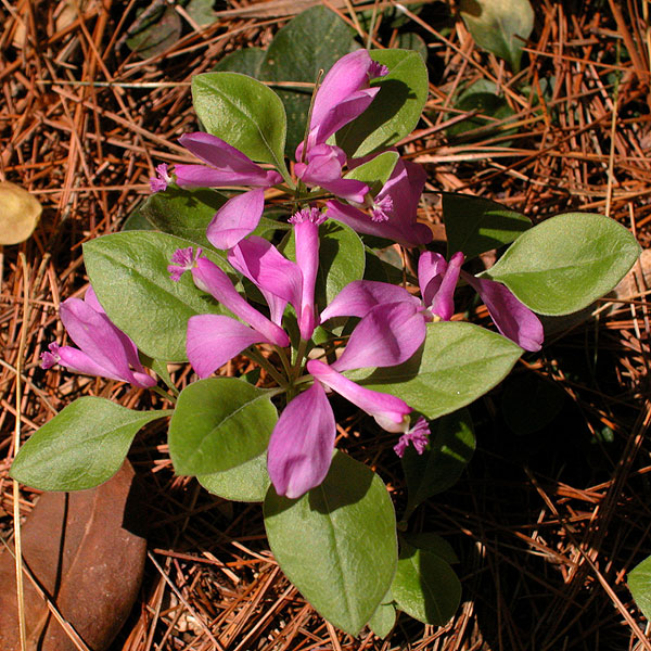Triclisperma paucifolia