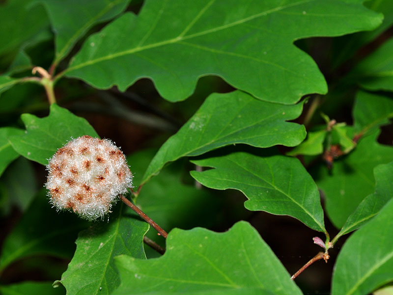 <a href=http://bugguide.net/node/view/180960>Wool sower</a> gall on white oak<br>Killens Pond State Park, May 2013