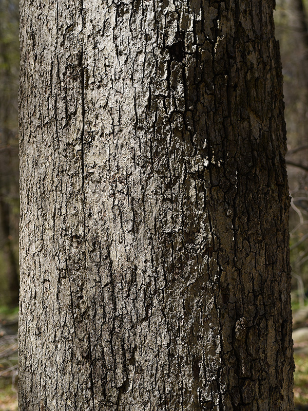 Quercus alba