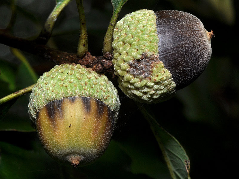 Quercus prinoides