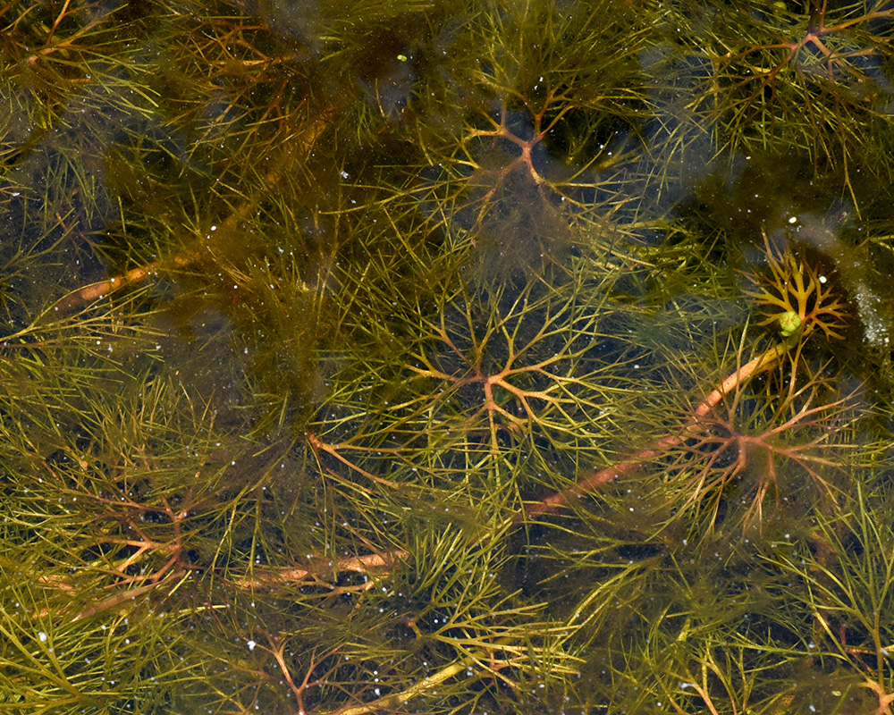 Yellow Water-crowfoot