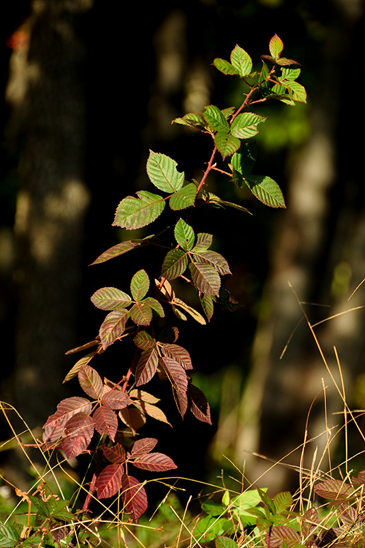 Rubus allegheniensis