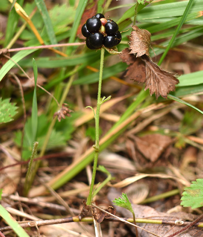 Rubus flagellaris