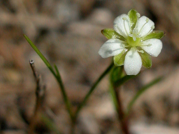 Small-flowered Pearlwort