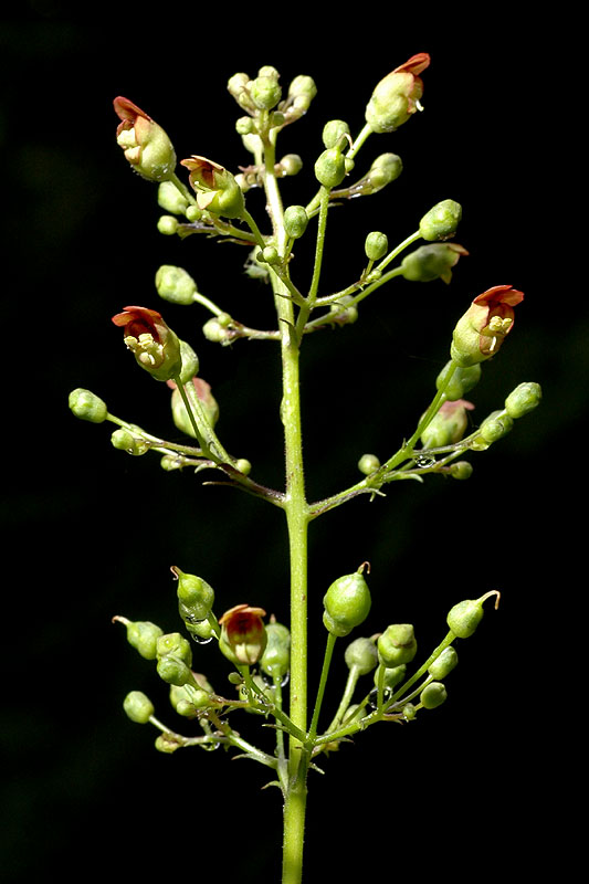 Scrophularia marilandica