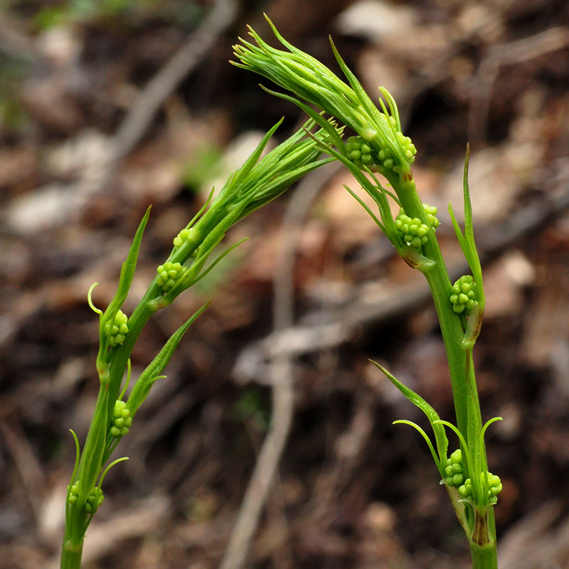 Smilax herbacea