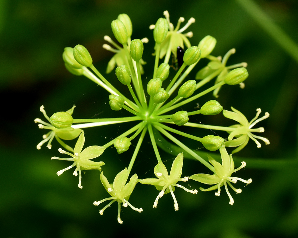Downy Carrion-flower Greenbrier