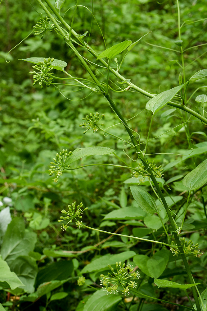 Downy Carrion-flower Greenbrier