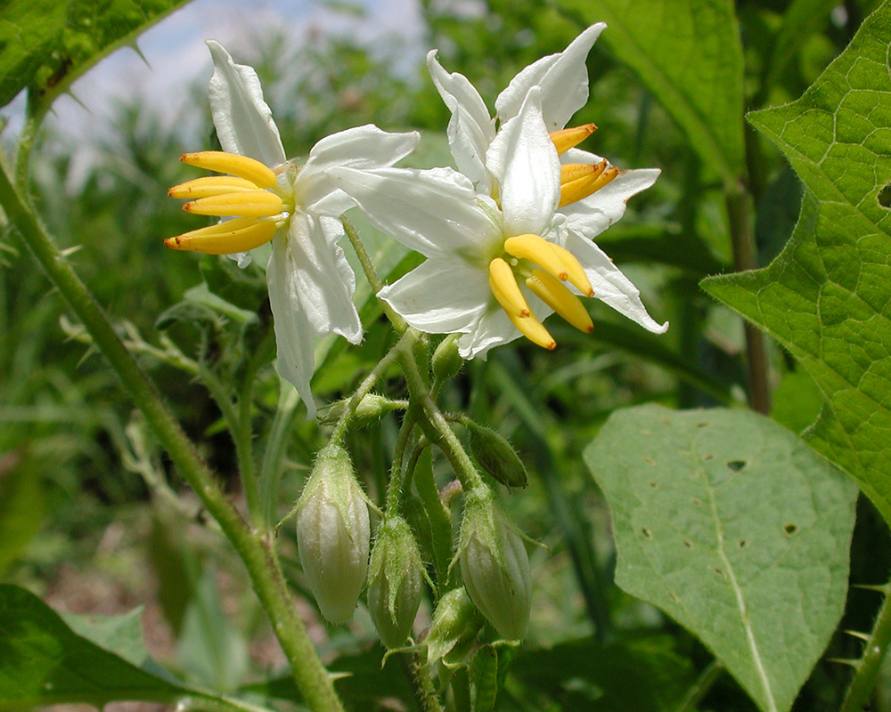 Solanum carolinense var. carolinense