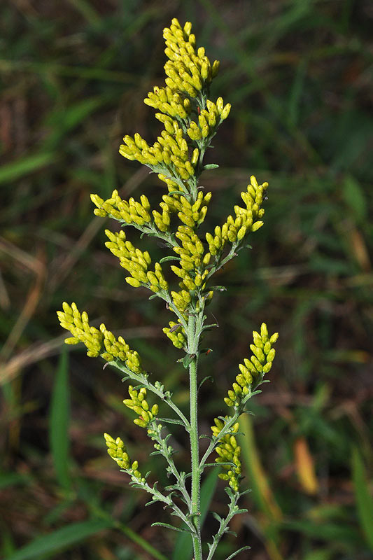 Solidago nemoralis var. nemoralis