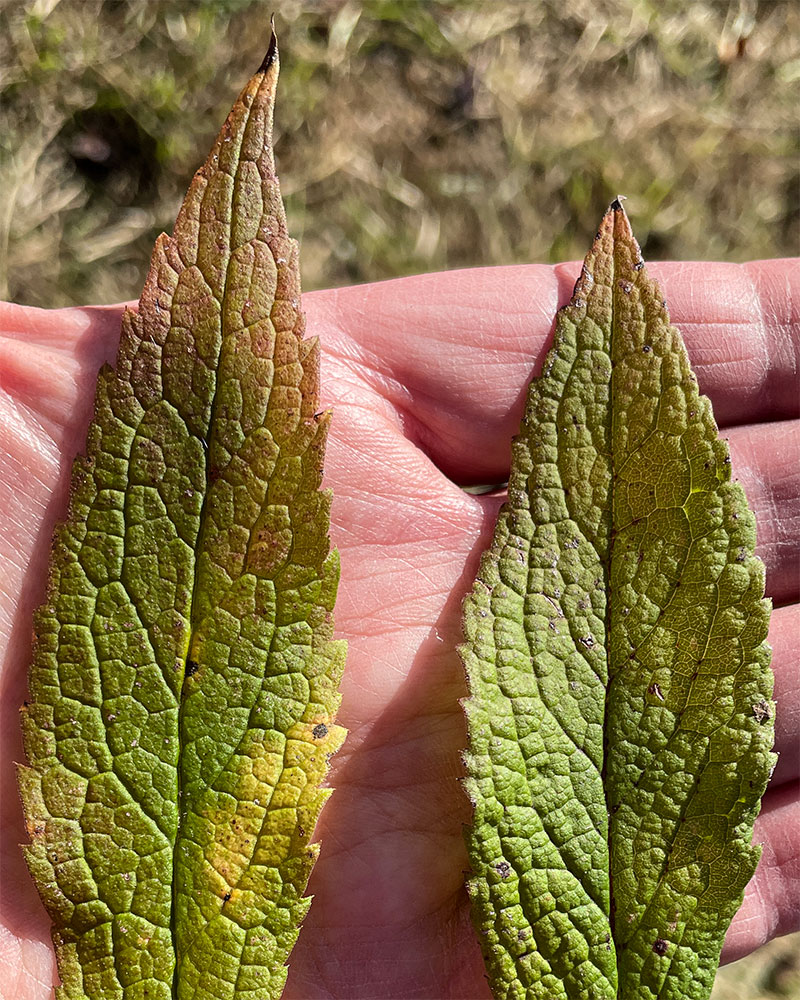 Thick Rough-leaf Goldenrod