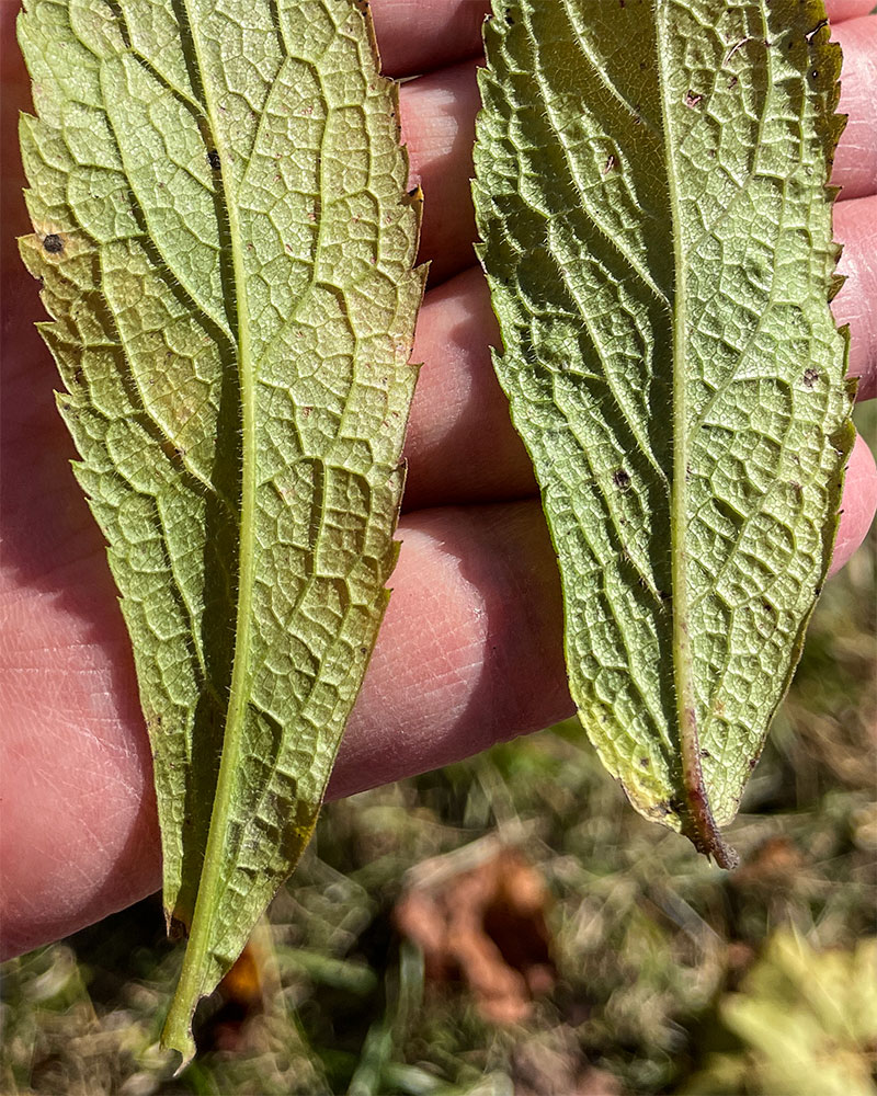 Thick Rough-leaf Goldenrod